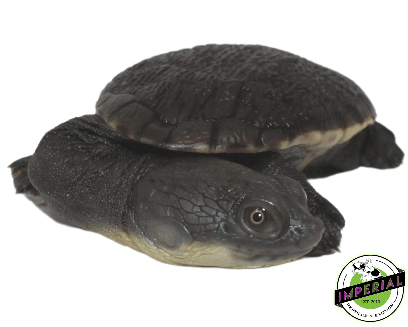 Snake Neck Turtle Baby — image 3