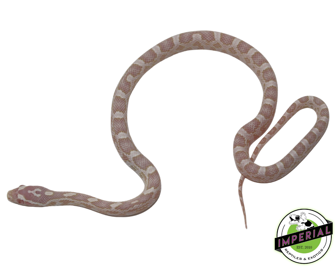 Snow 100% het. Scaleless Corn Snake — image 2