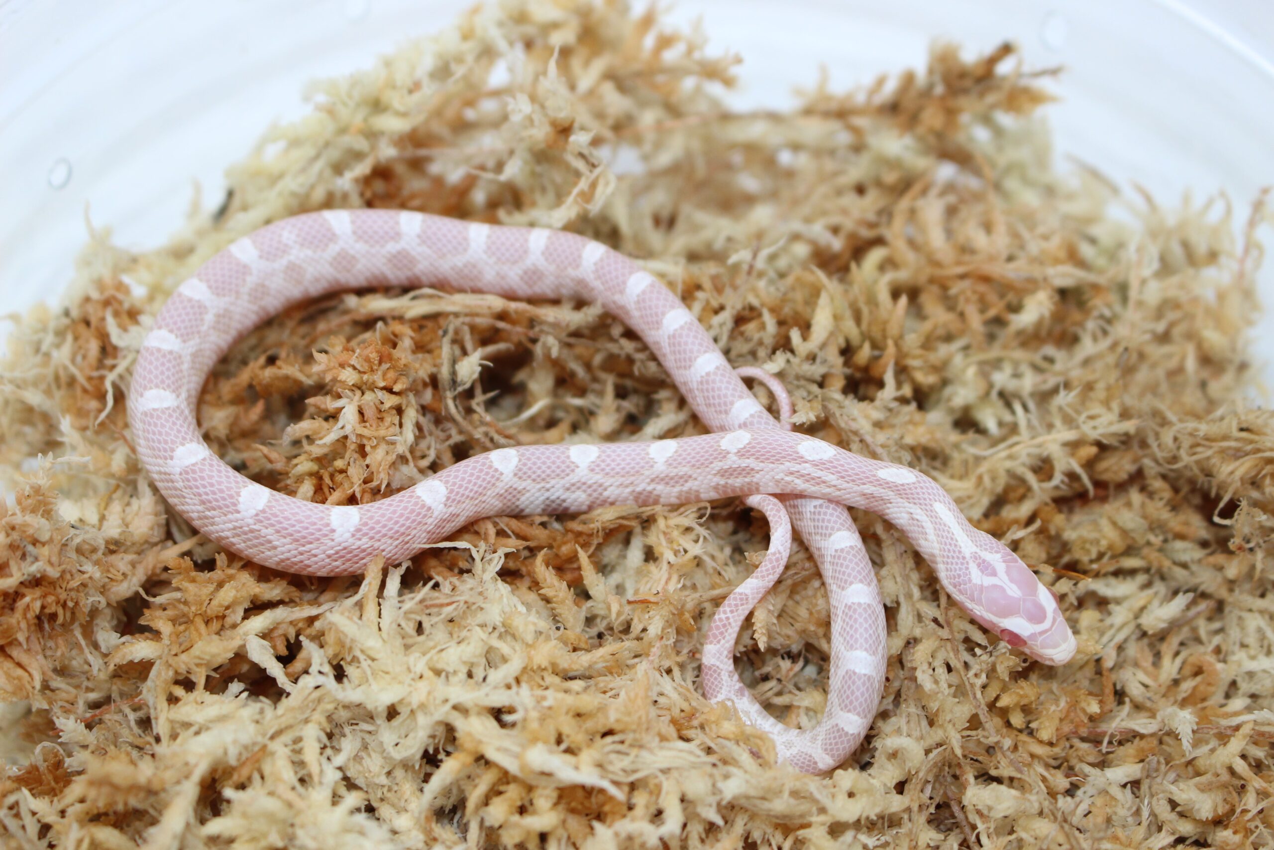 Snow 100% het. Scaleless Corn Snake — image 3