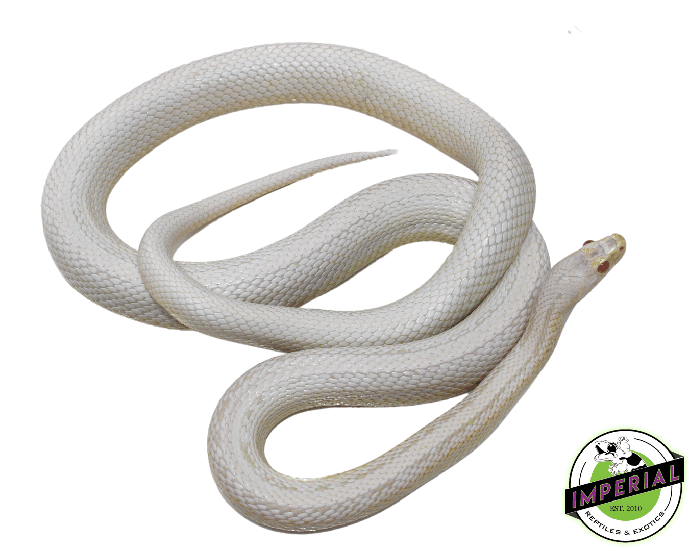 Snow Adult Corn Snake