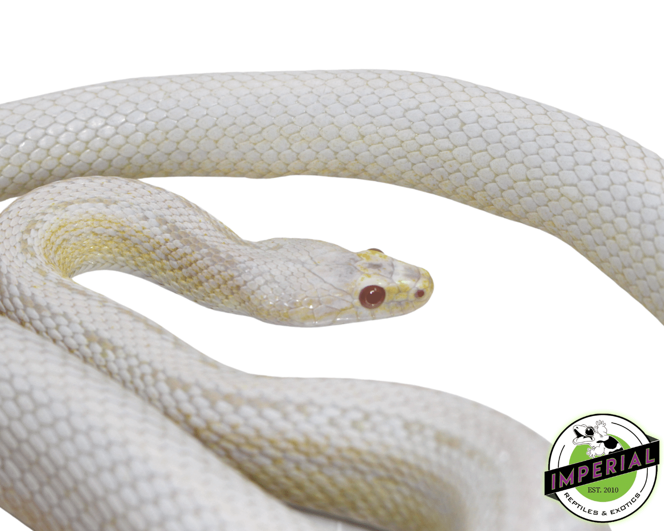 Snow Adult Corn Snake — image 2