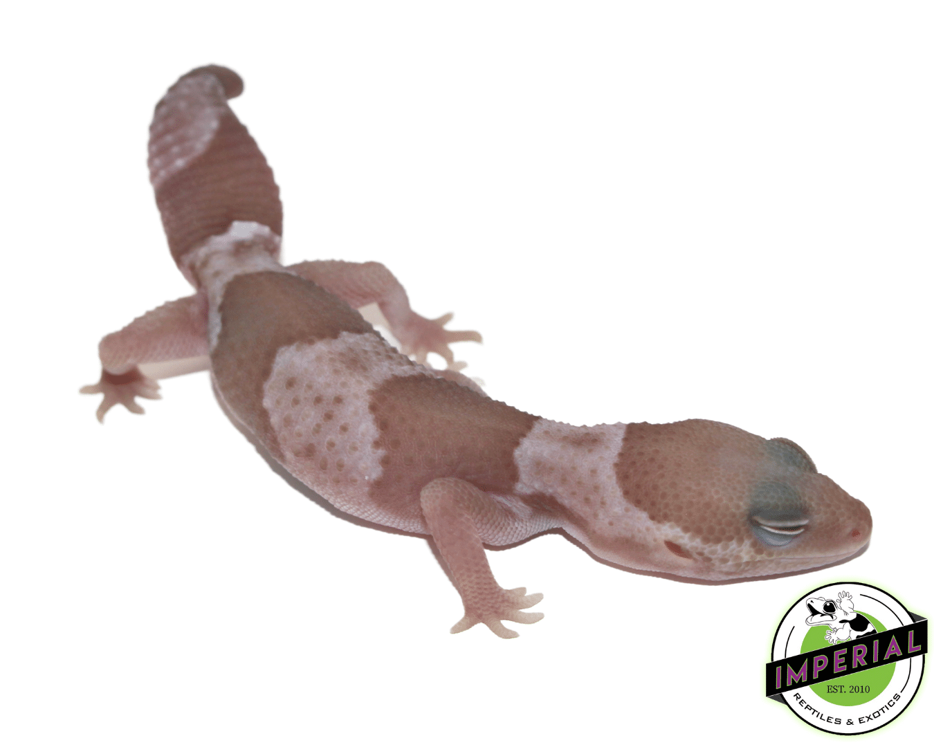Snow (Caramel x Oreo) African Fat Tail Gecko Baby — image 2