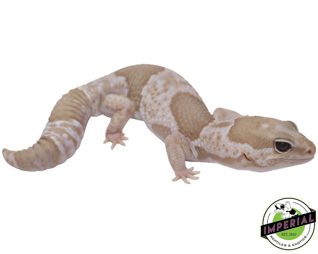 Snow (Caramel x Oreo) African Fat Tail Gecko — image 2
