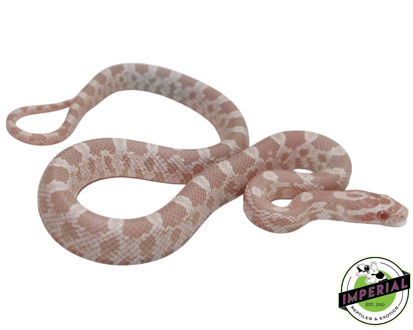 Snow Corn Snake Baby