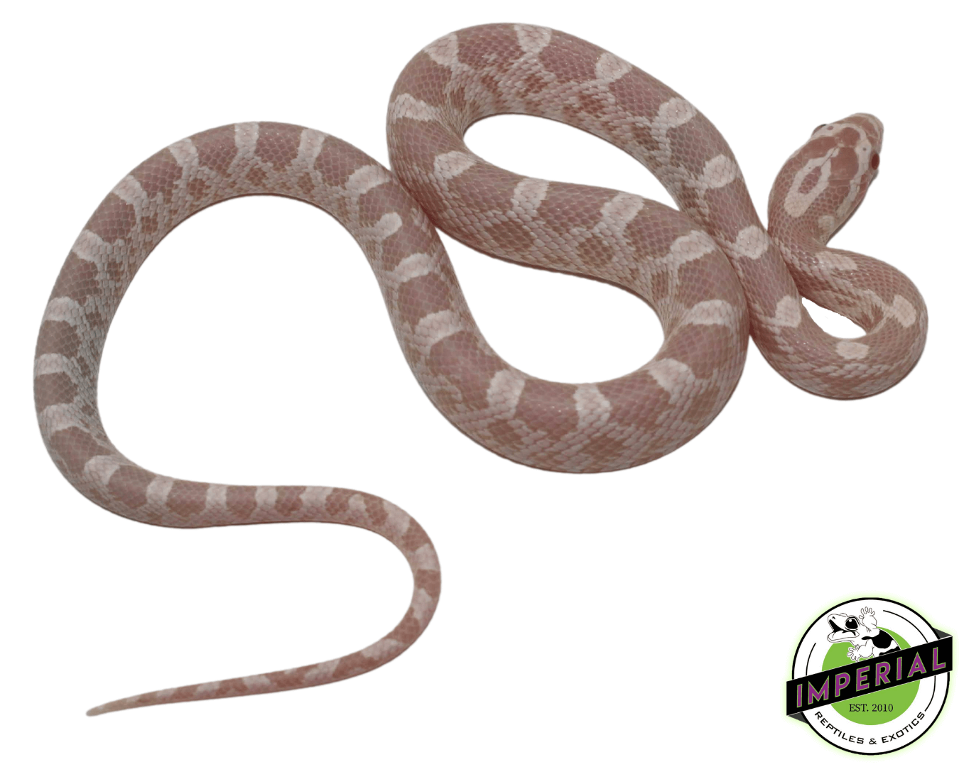 Snow Corn Snake Baby — image 2