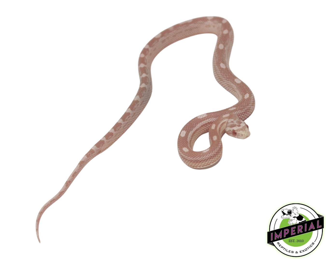 Snow Motley Corn Snake Baby — image 2