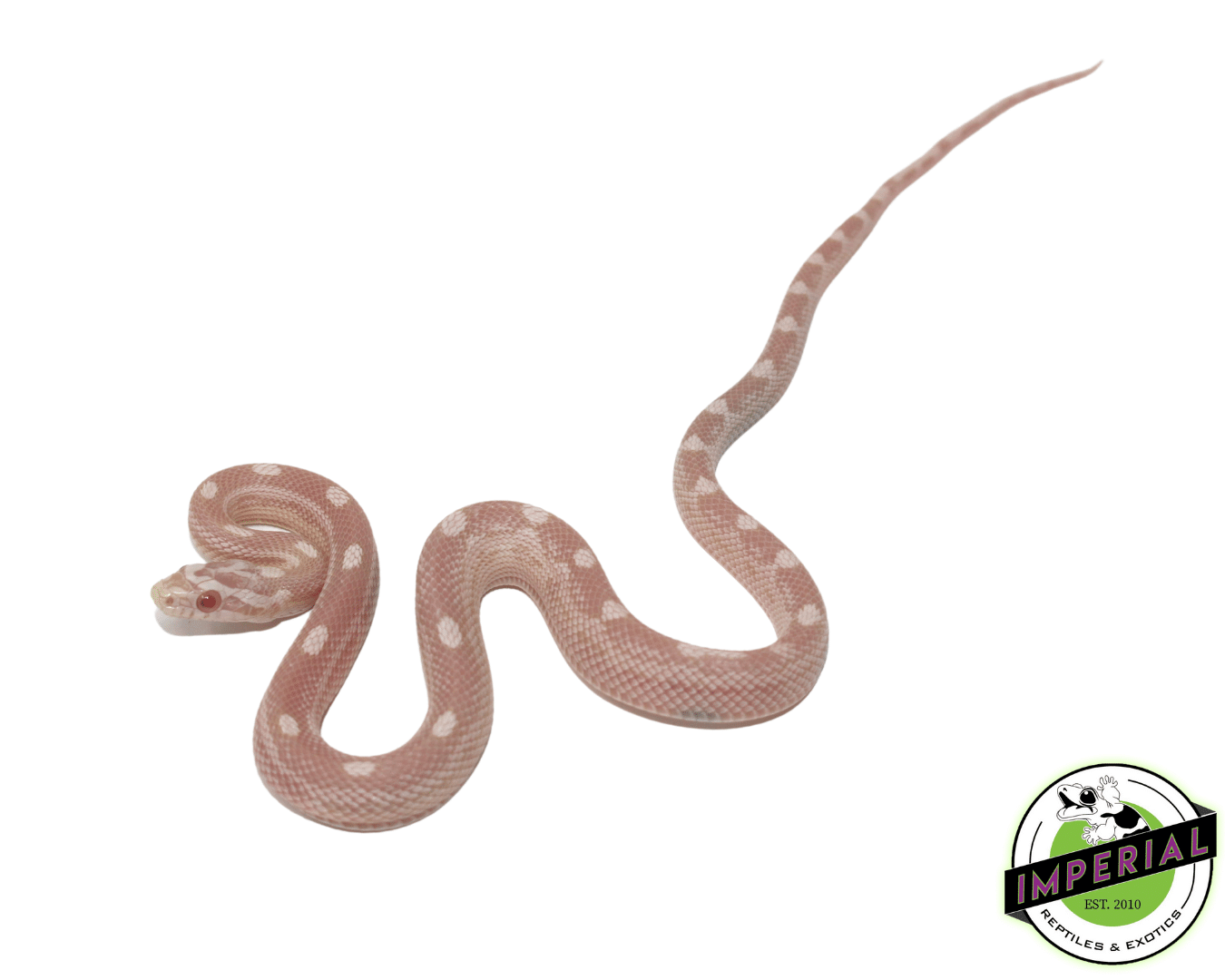 Snow Motley Corn Snake Baby — image 3