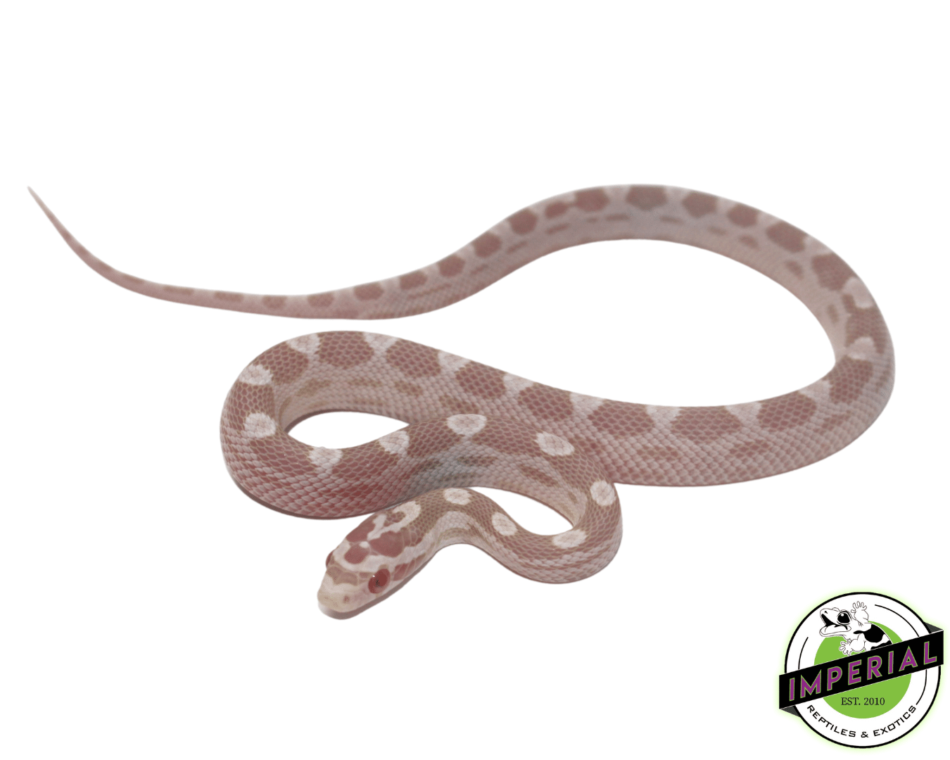 Snow Motley Corn Snake Baby