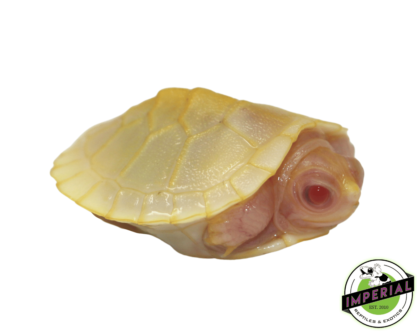 Snow Red Ear Slider Turtle Baby — image 3