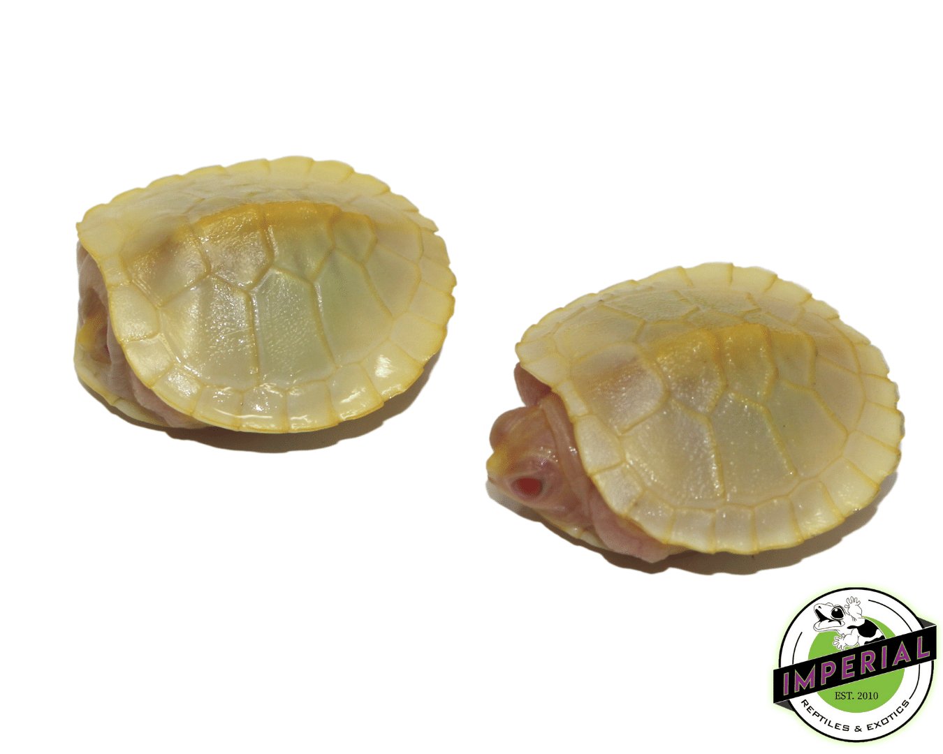 Snow Red Ear Slider Turtle Baby — image 2