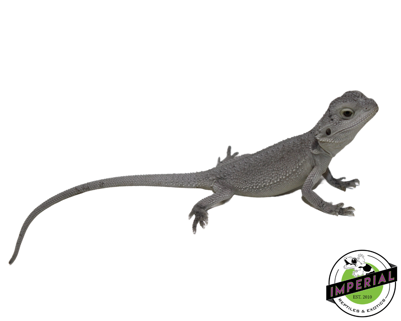 "Snow White" Hypo Zero Bearded Dragon Female (#111424-02) — image 2