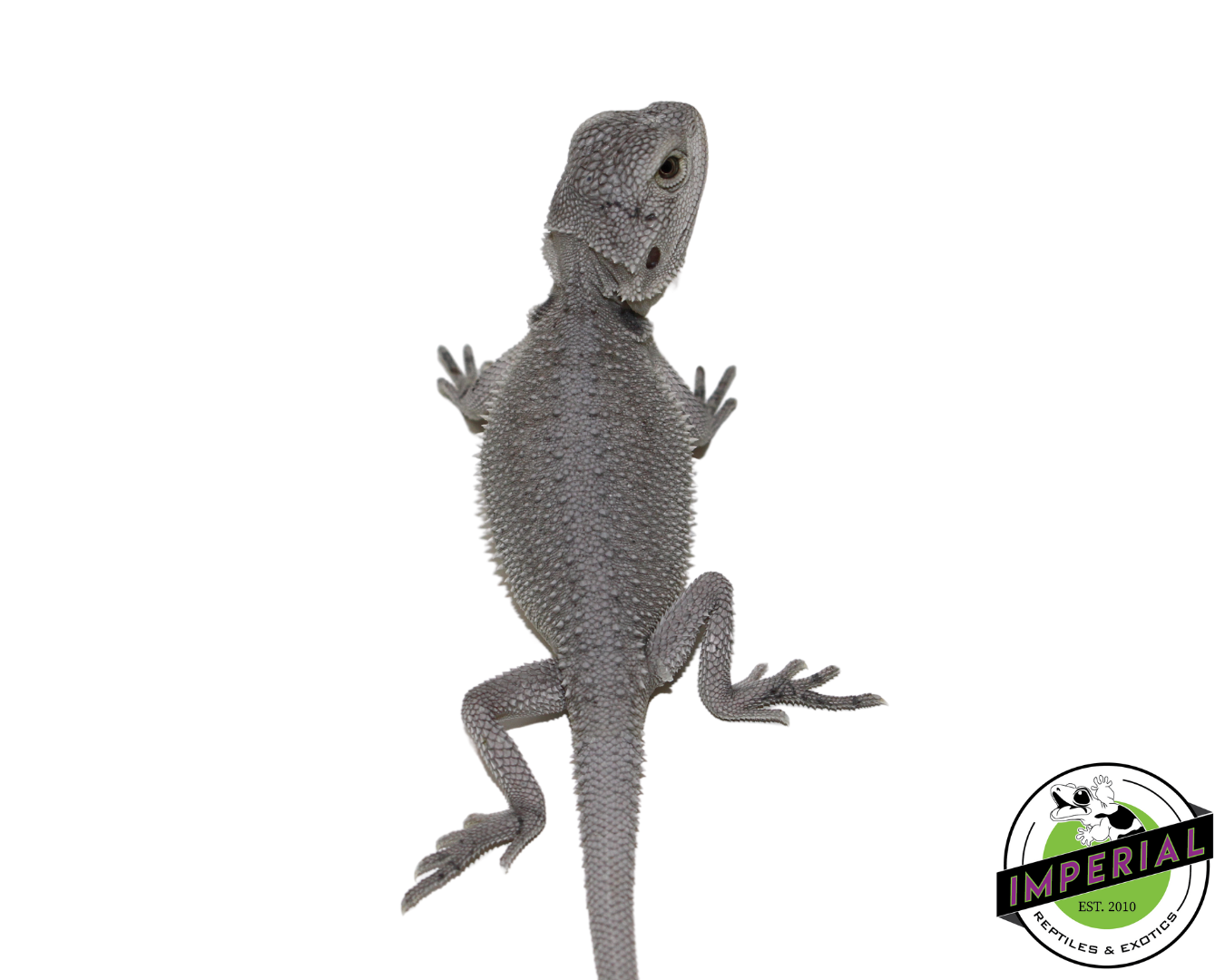 "Snow White" Hypo Zero Bearded Dragon Female (#111424-02) — image 3