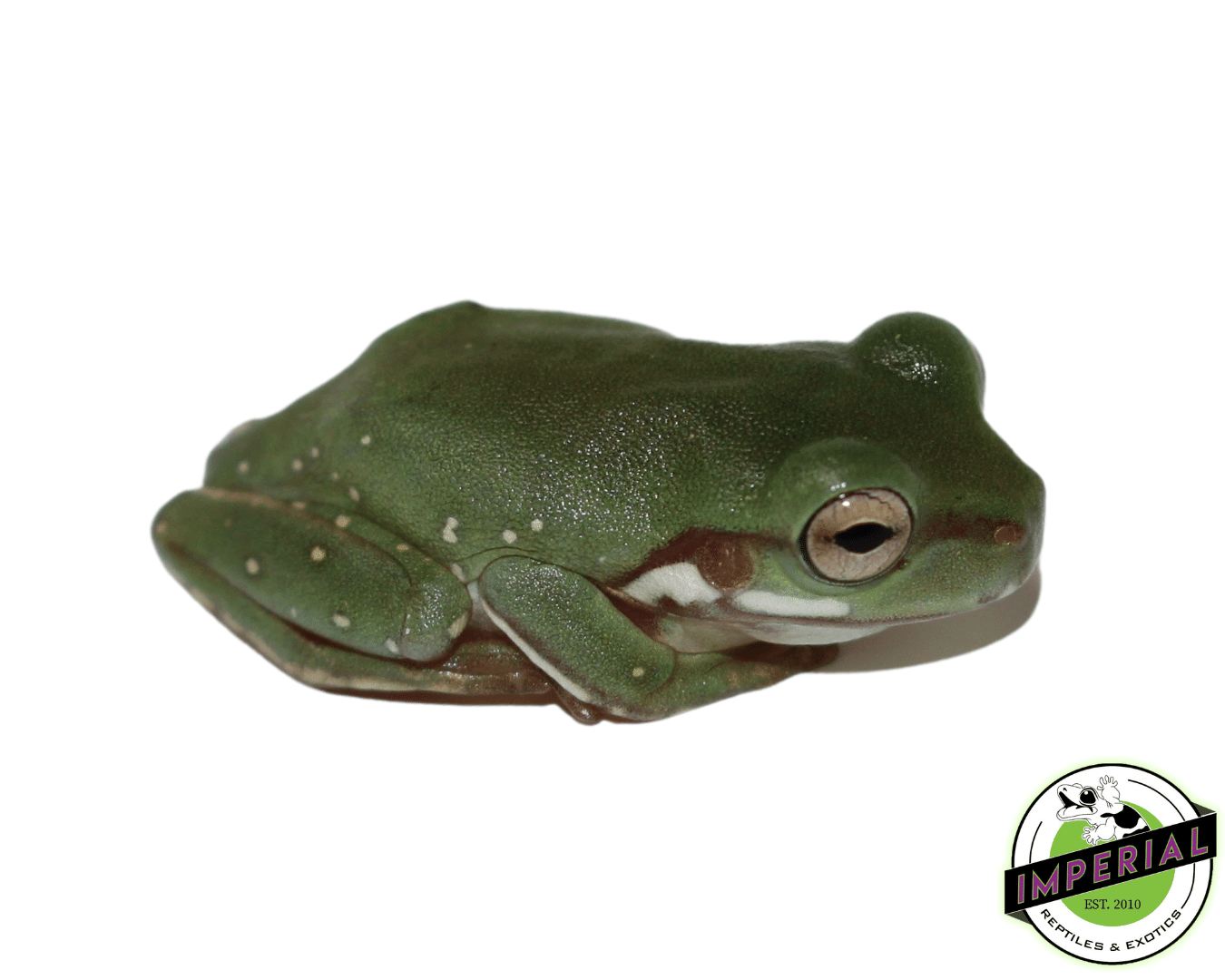 Snowflakes White's Tree Frog Baby — image 3