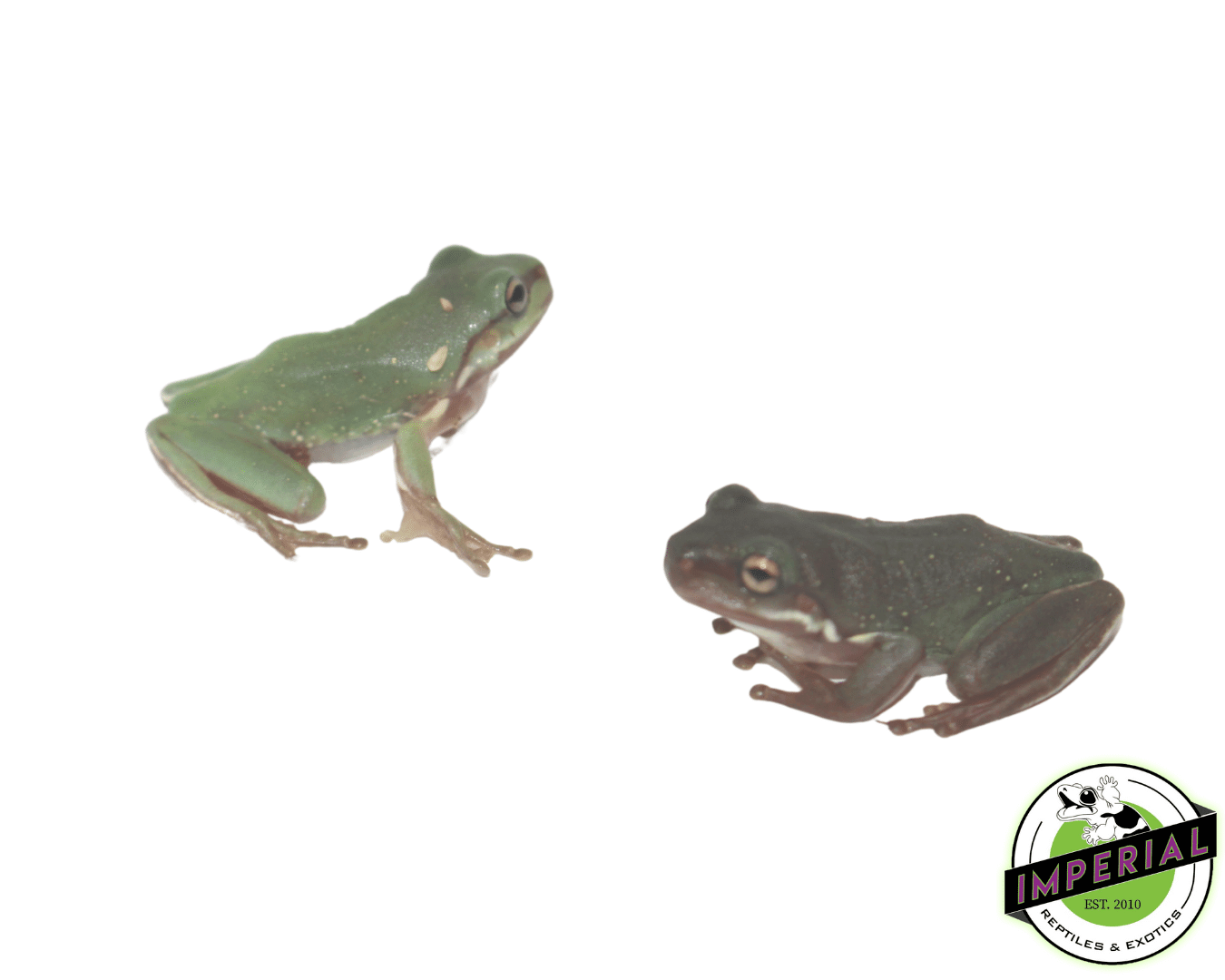 Snowflakes White's Tree Frog Baby — image 2