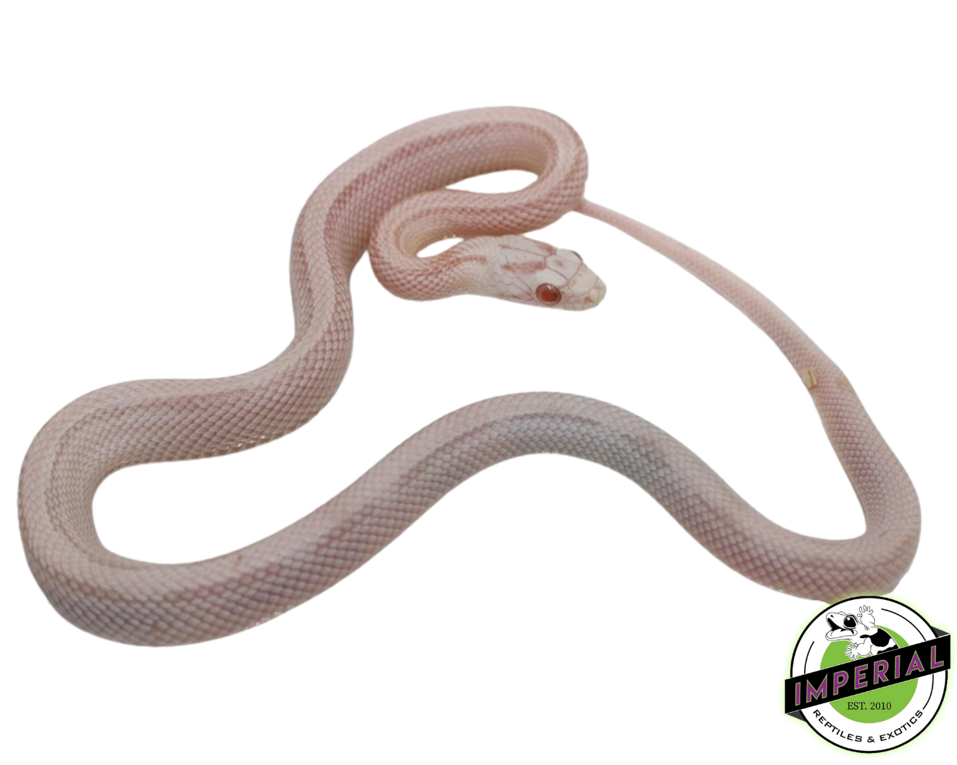 Snowsicle Cornsnake Baby