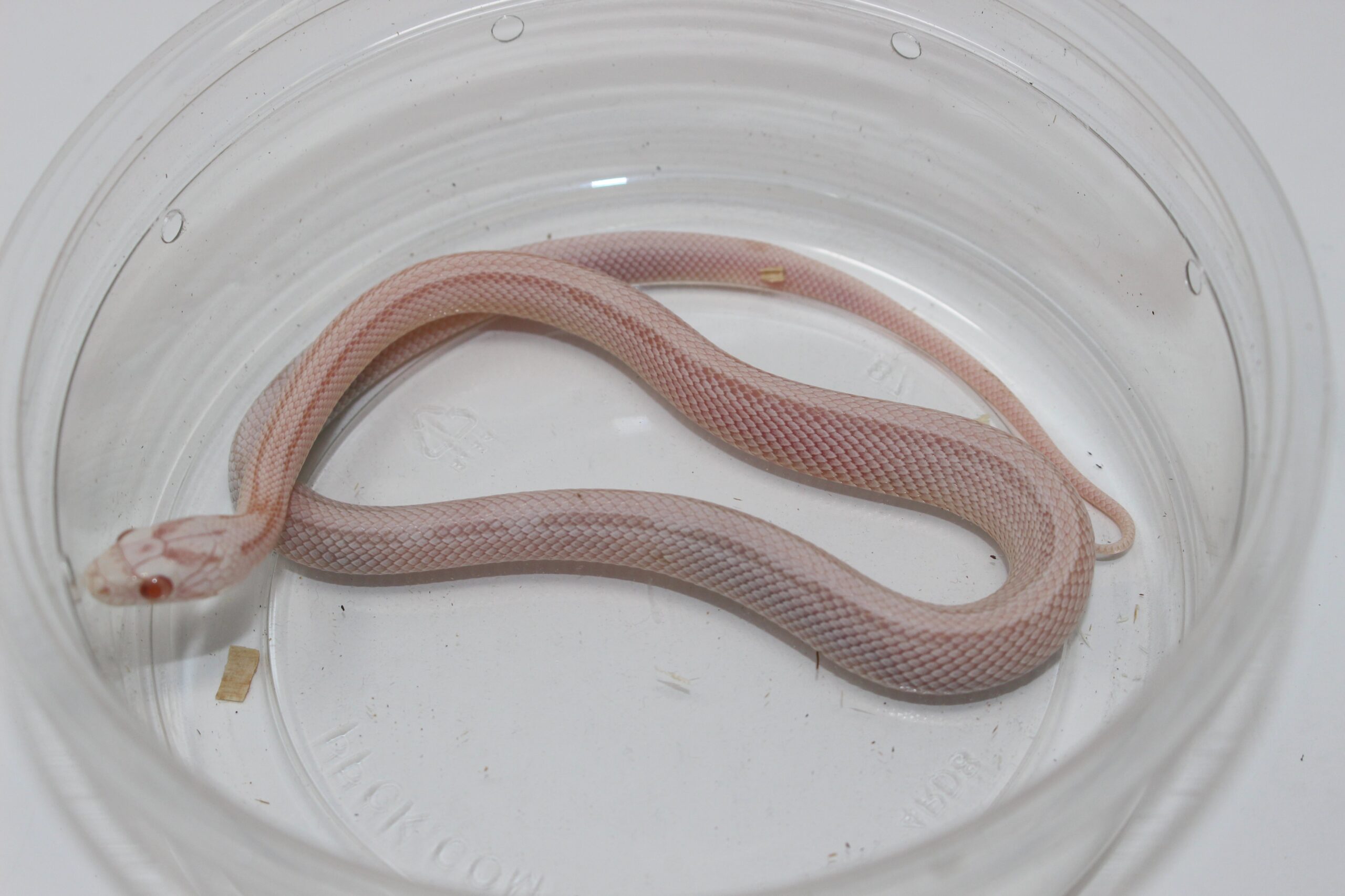 Snowsicle Cornsnake Baby — image 2