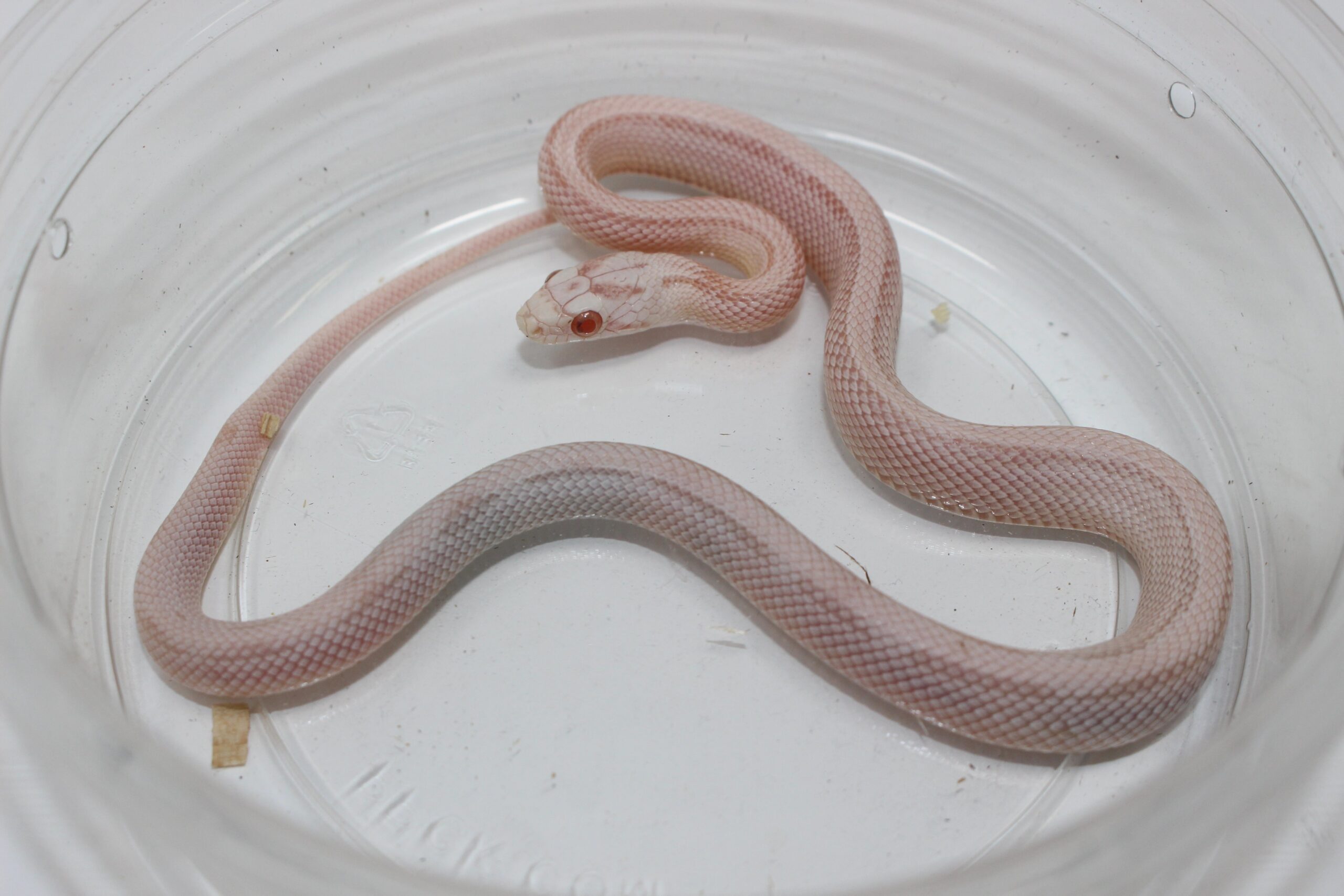 Snowsicle Cornsnake Baby — image 3