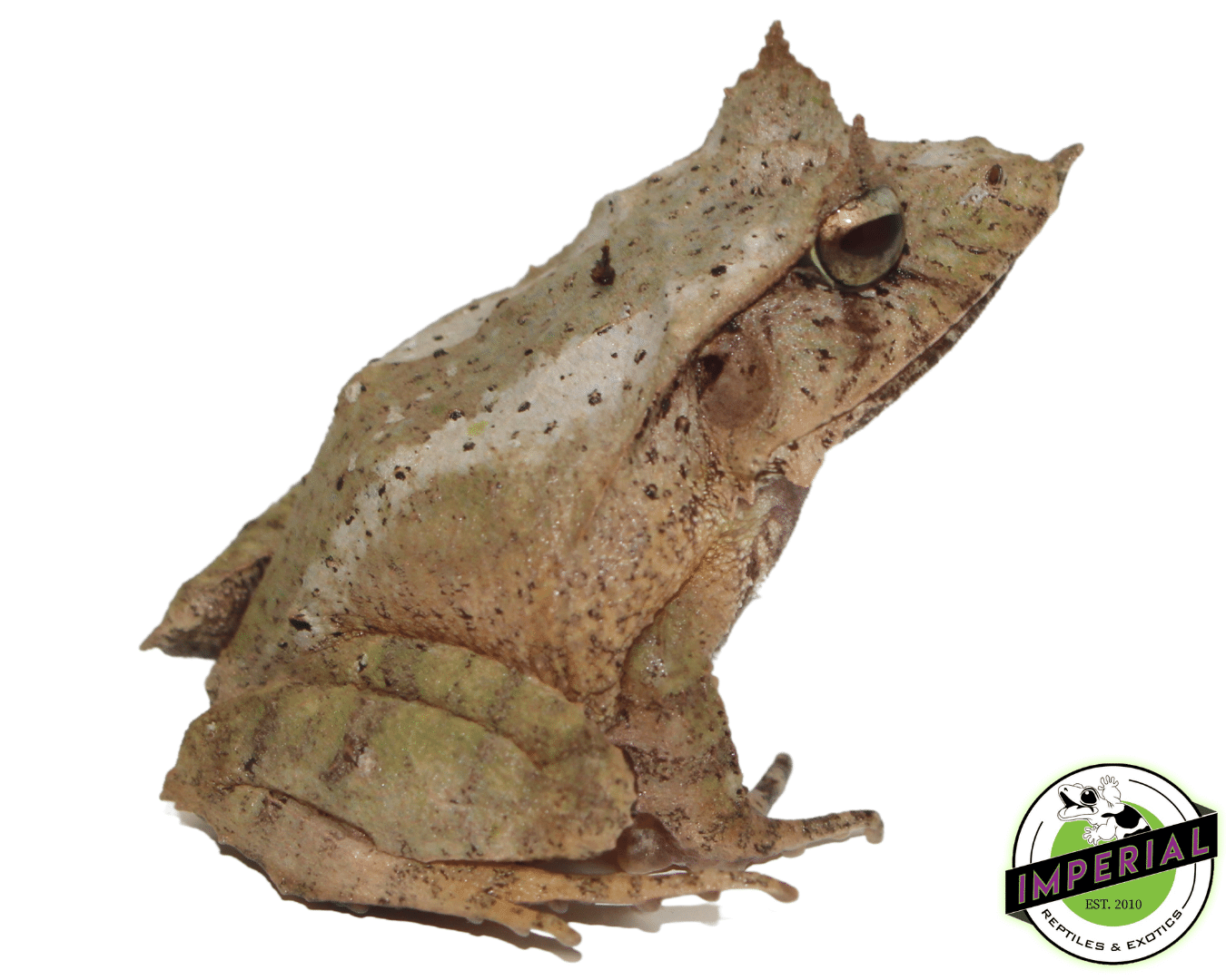 Solomon Island Leaf Frog