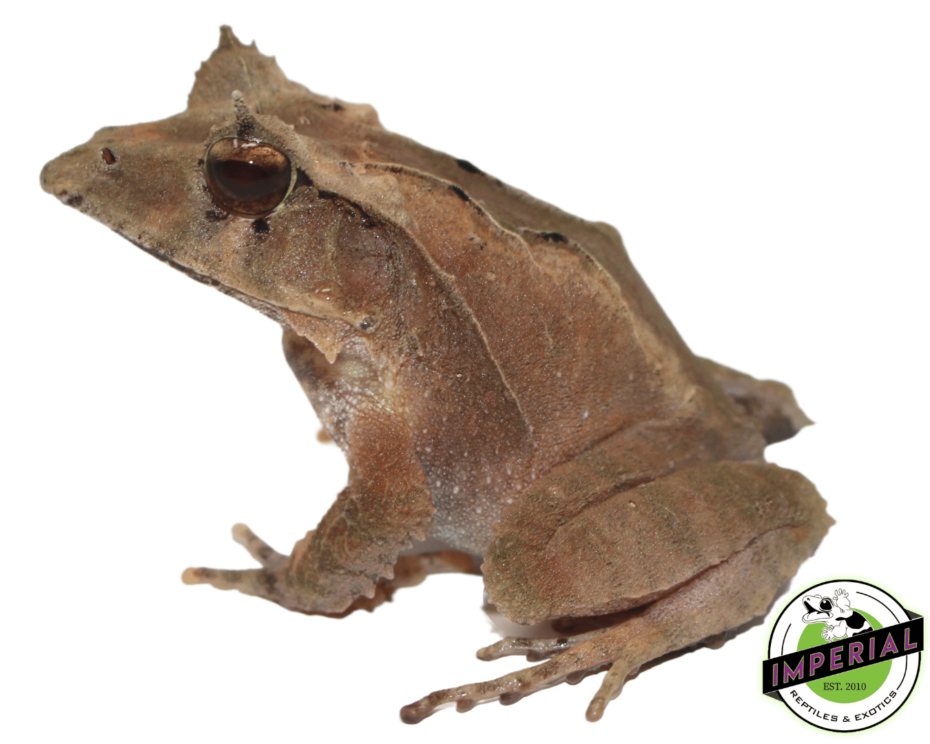 Solomon Island Leaf Frog — image 2