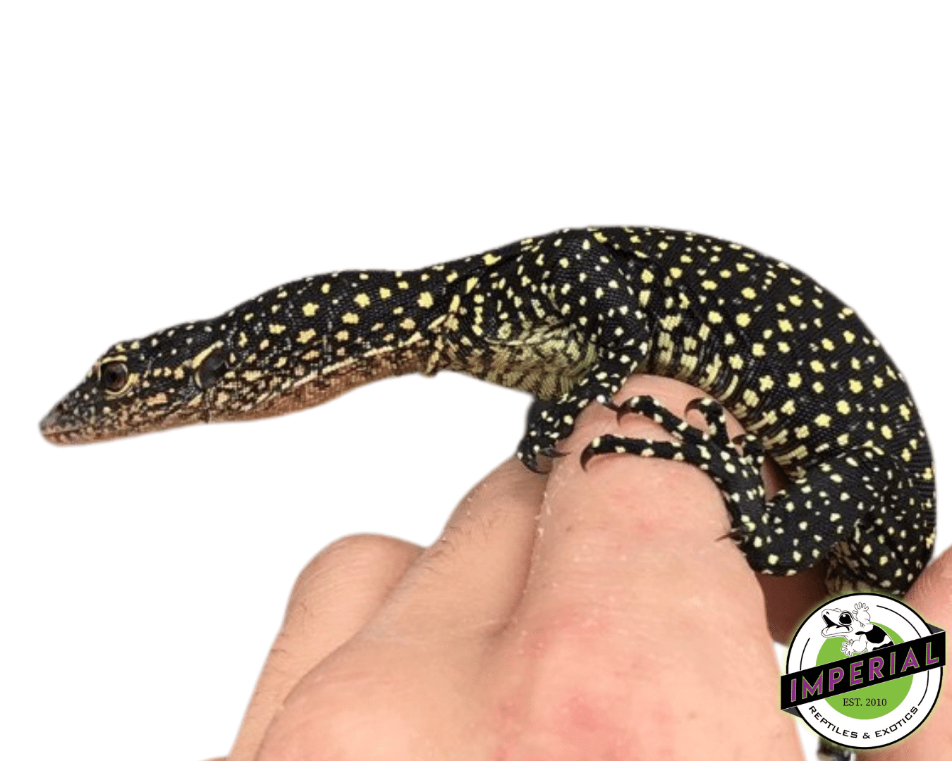 Solomon Island Mangrove Monitor Baby — image 2