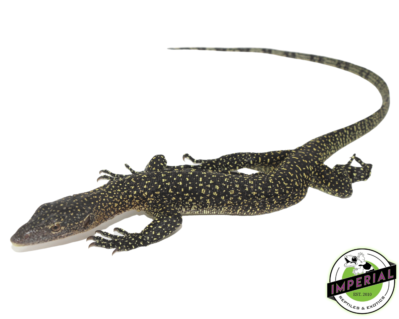 Solomon Island Mangrove Monitor