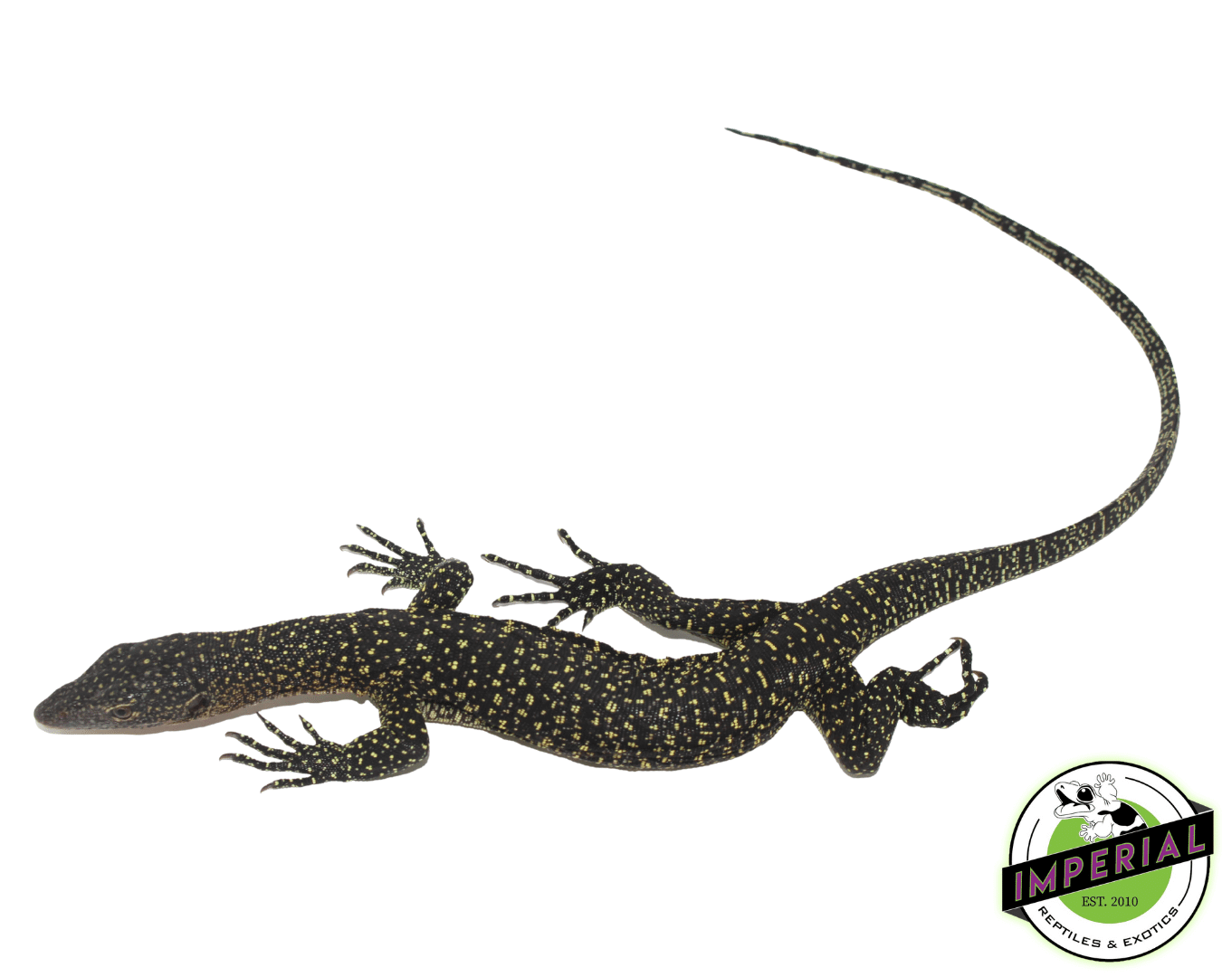 Solomon Island Mangrove Monitor — image 3