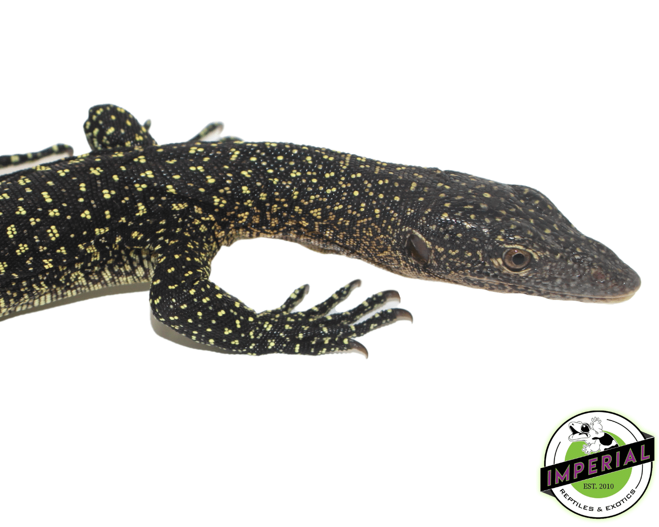 Solomon Island Mangrove Monitor — image 2