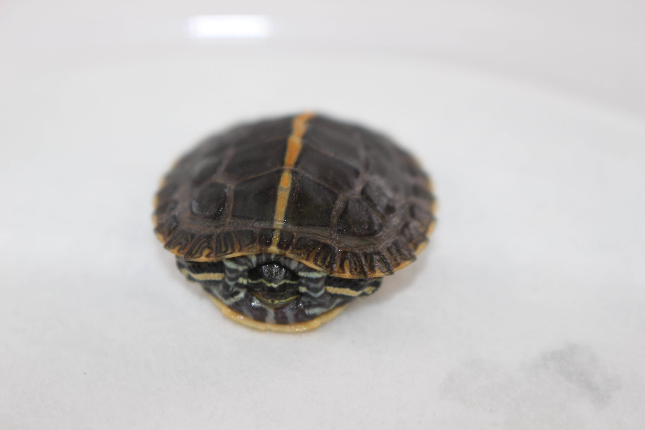 Southern Painted Turtle Baby — image 2