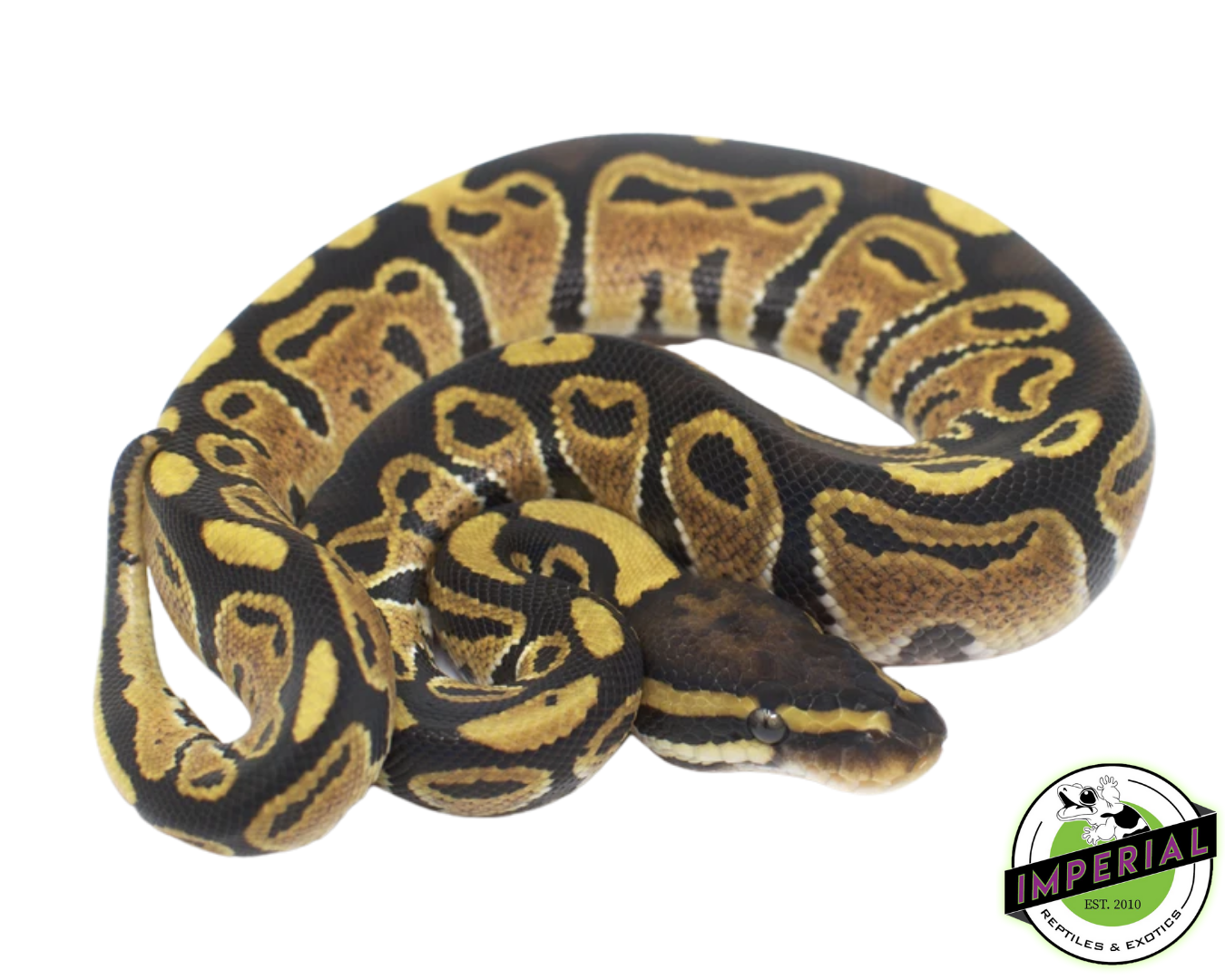 Special Ball Python Baby — image 3