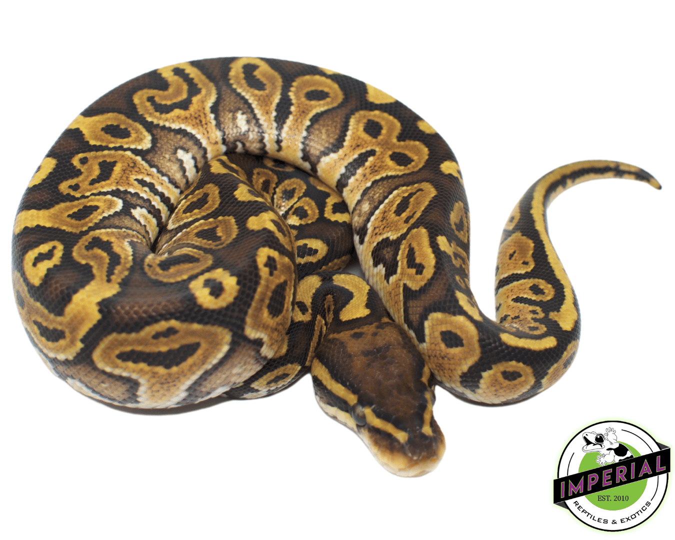 Special Ball Python Baby — image 2