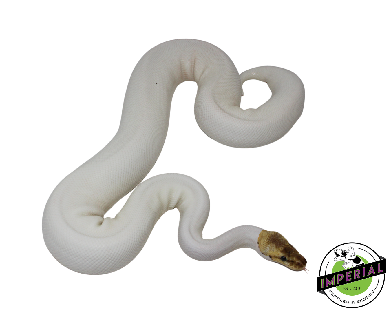 Spied Ball Python Adult — image 2