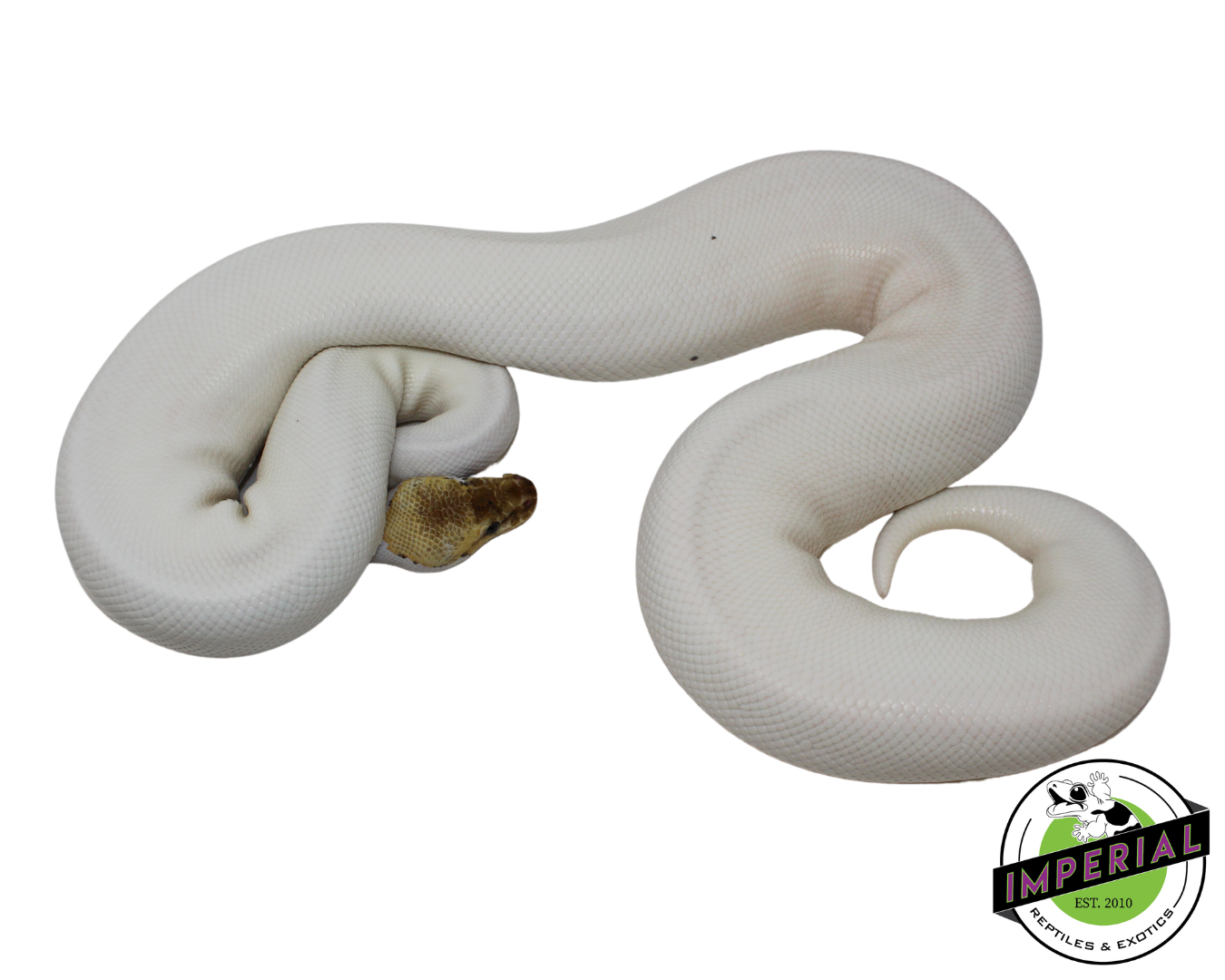 Spied Ball Python Adult — image 3