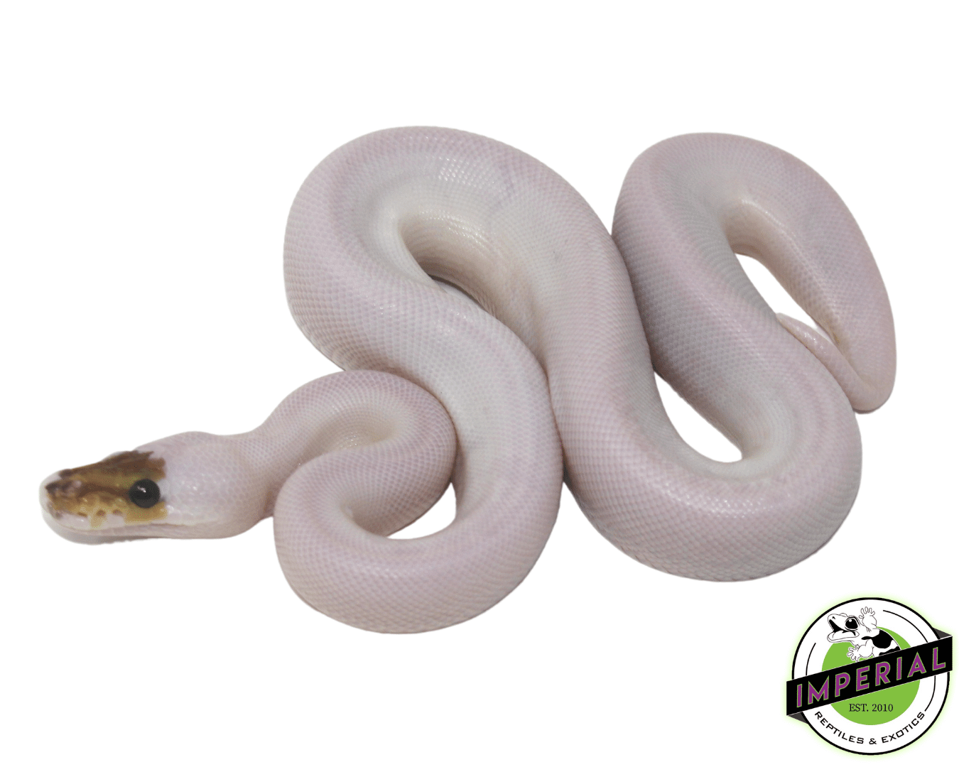 Spied Ball Python