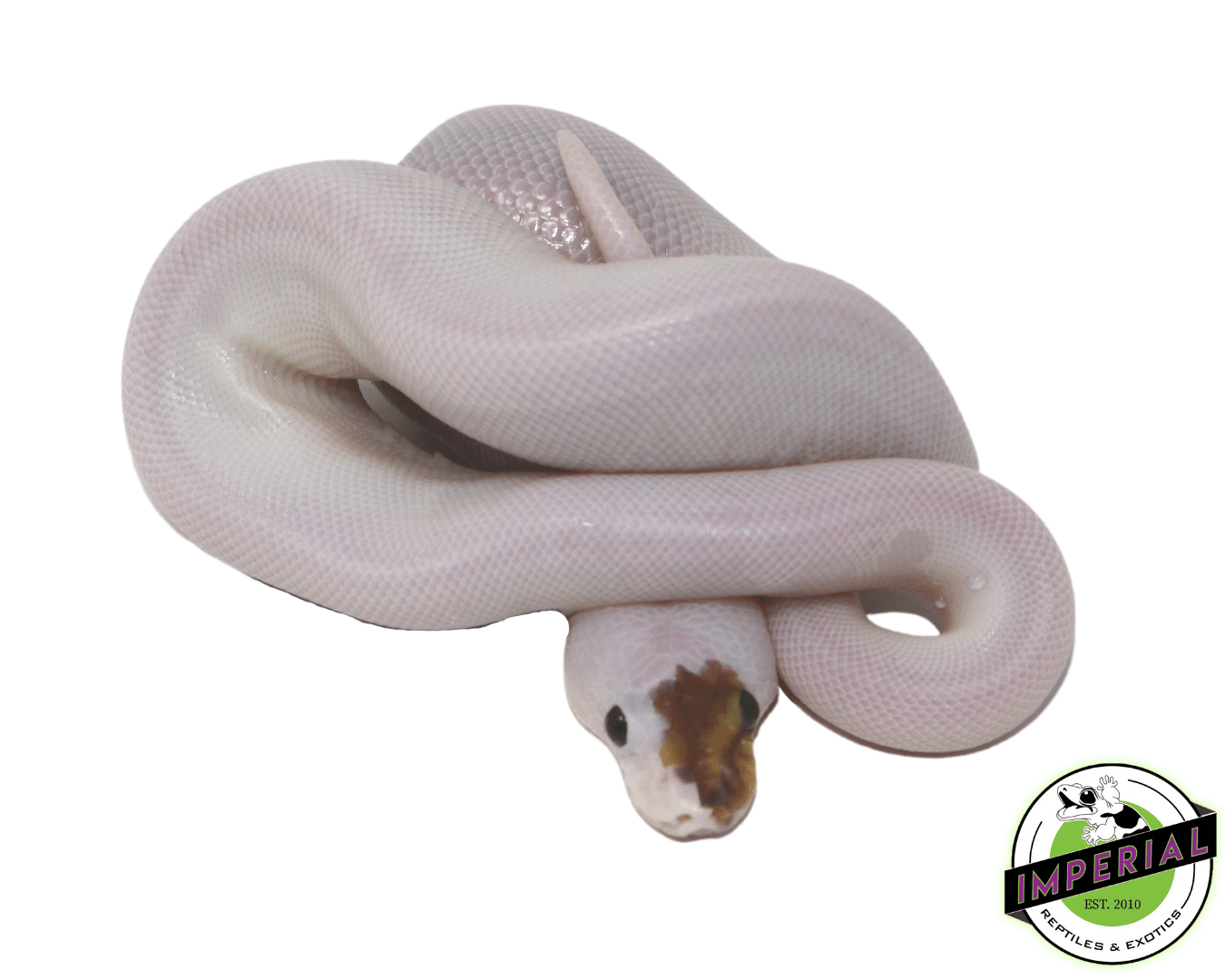 Spied Ball Python — image 2