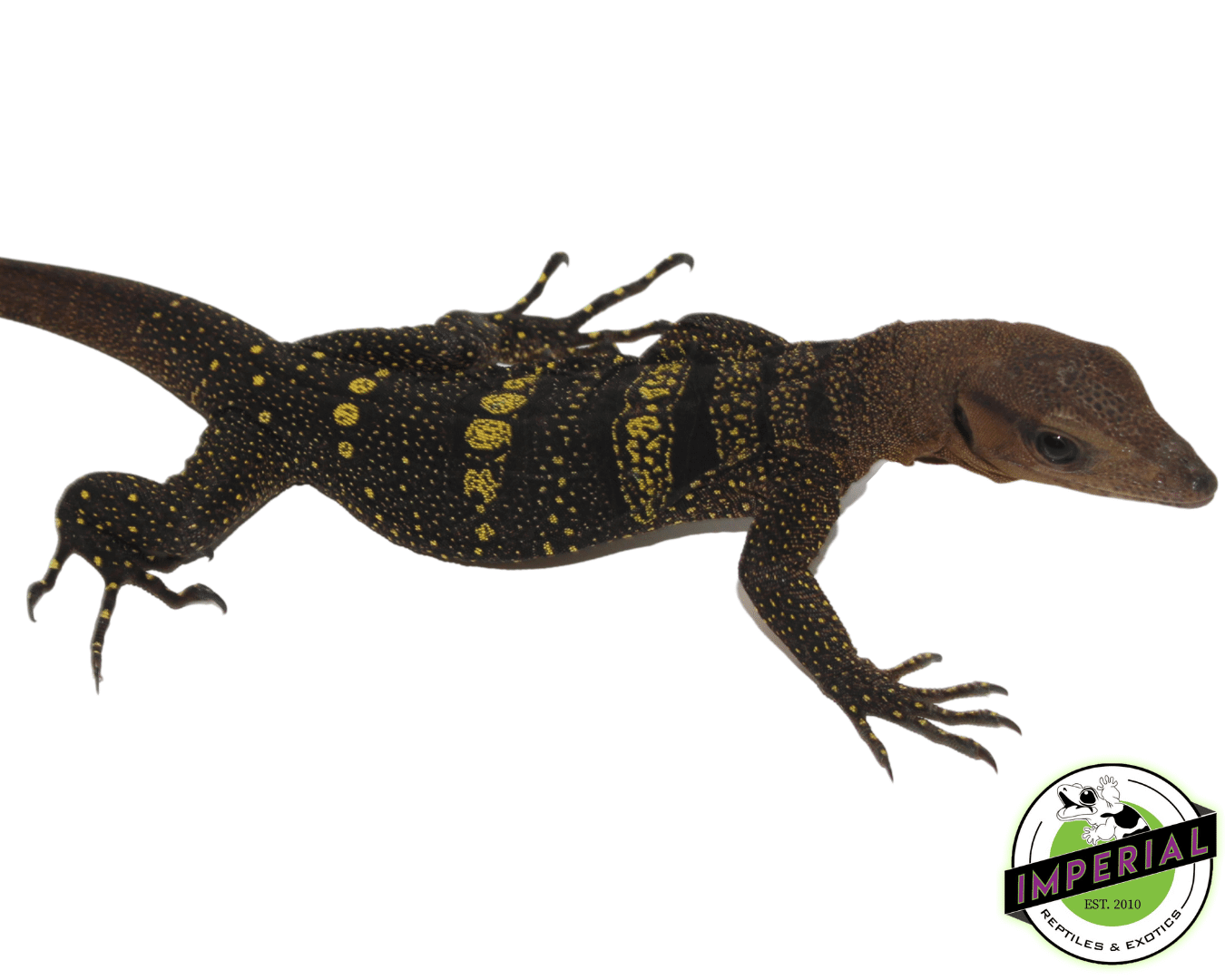 Spiney Neck Monitor — image 2