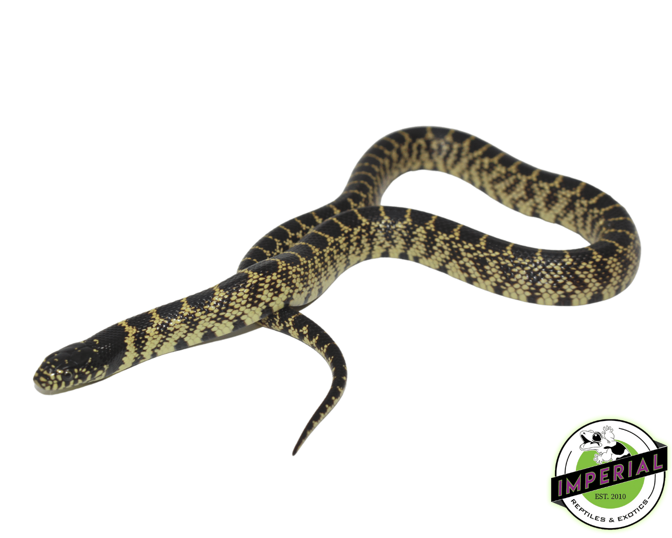 Splendida Desert Kingsnake Baby — image 2