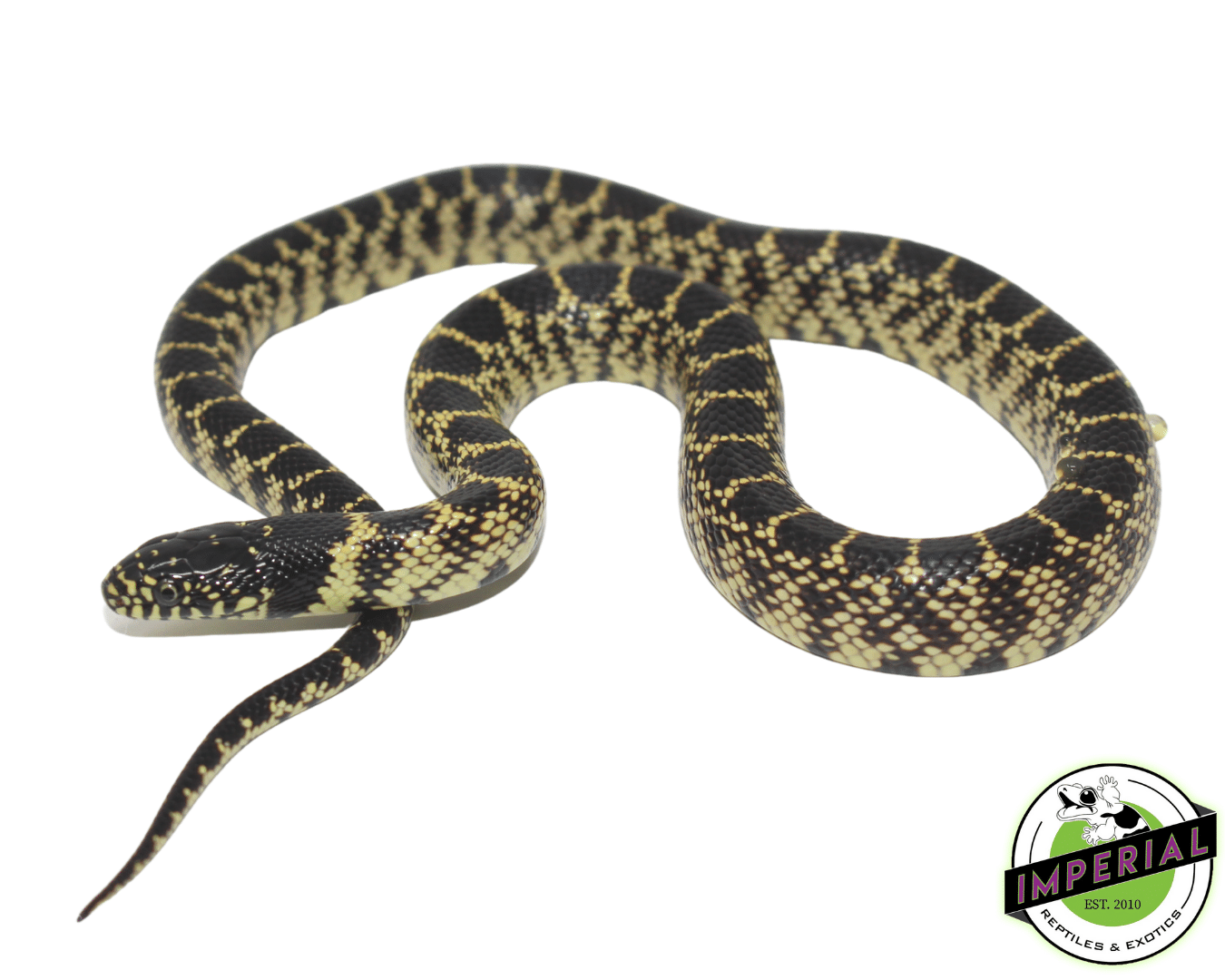Splendida Desert Kingsnake Baby