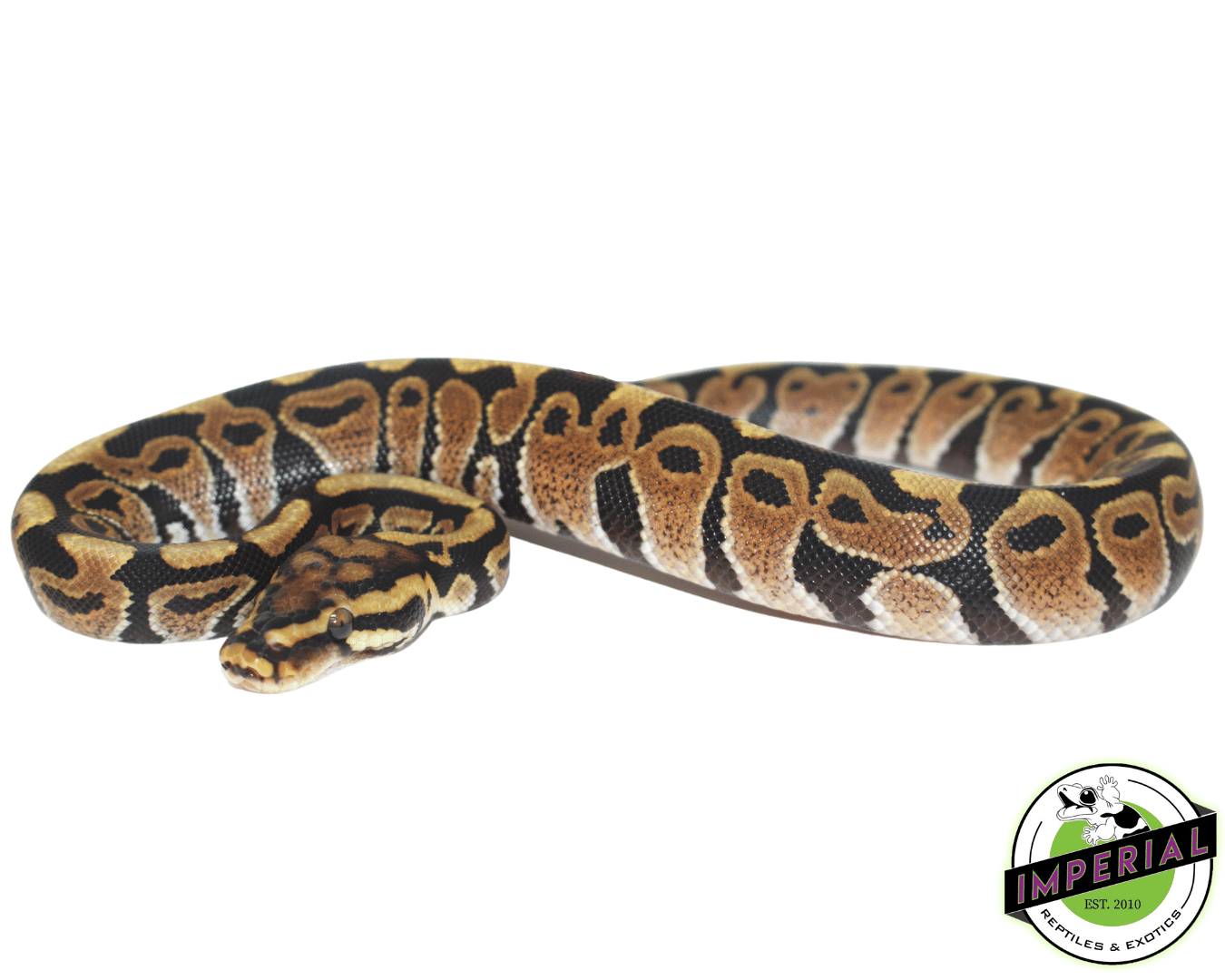 Spotnose Ball Python Baby