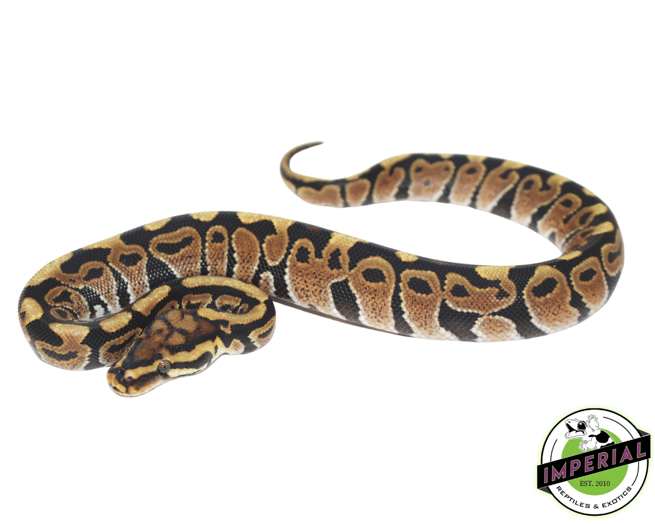 Spotnose Ball Python Baby — image 2