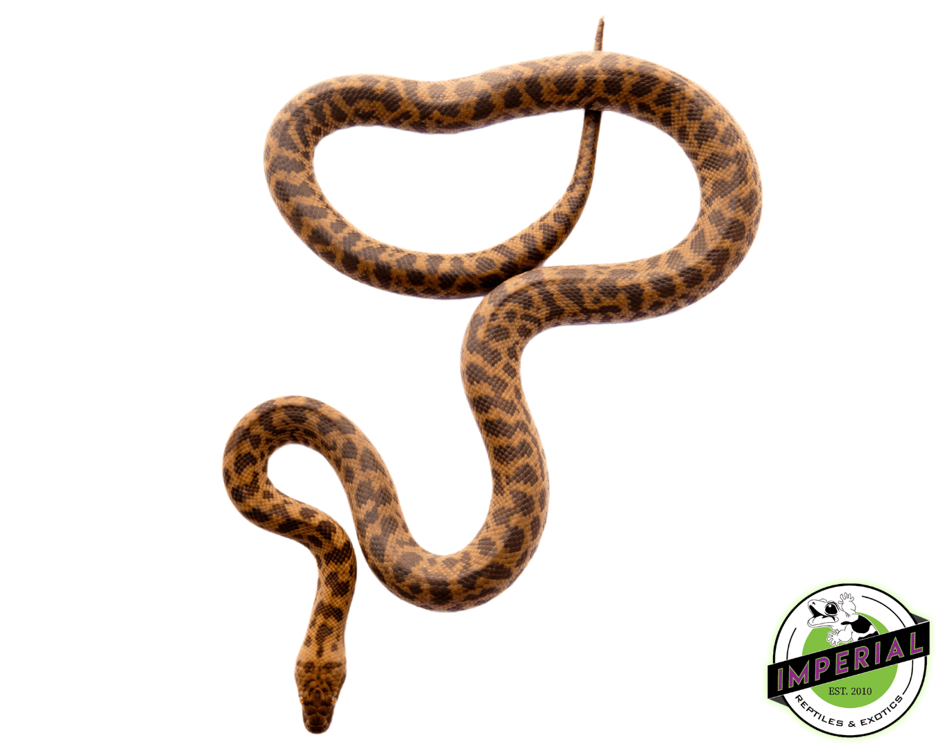 Spotted Python