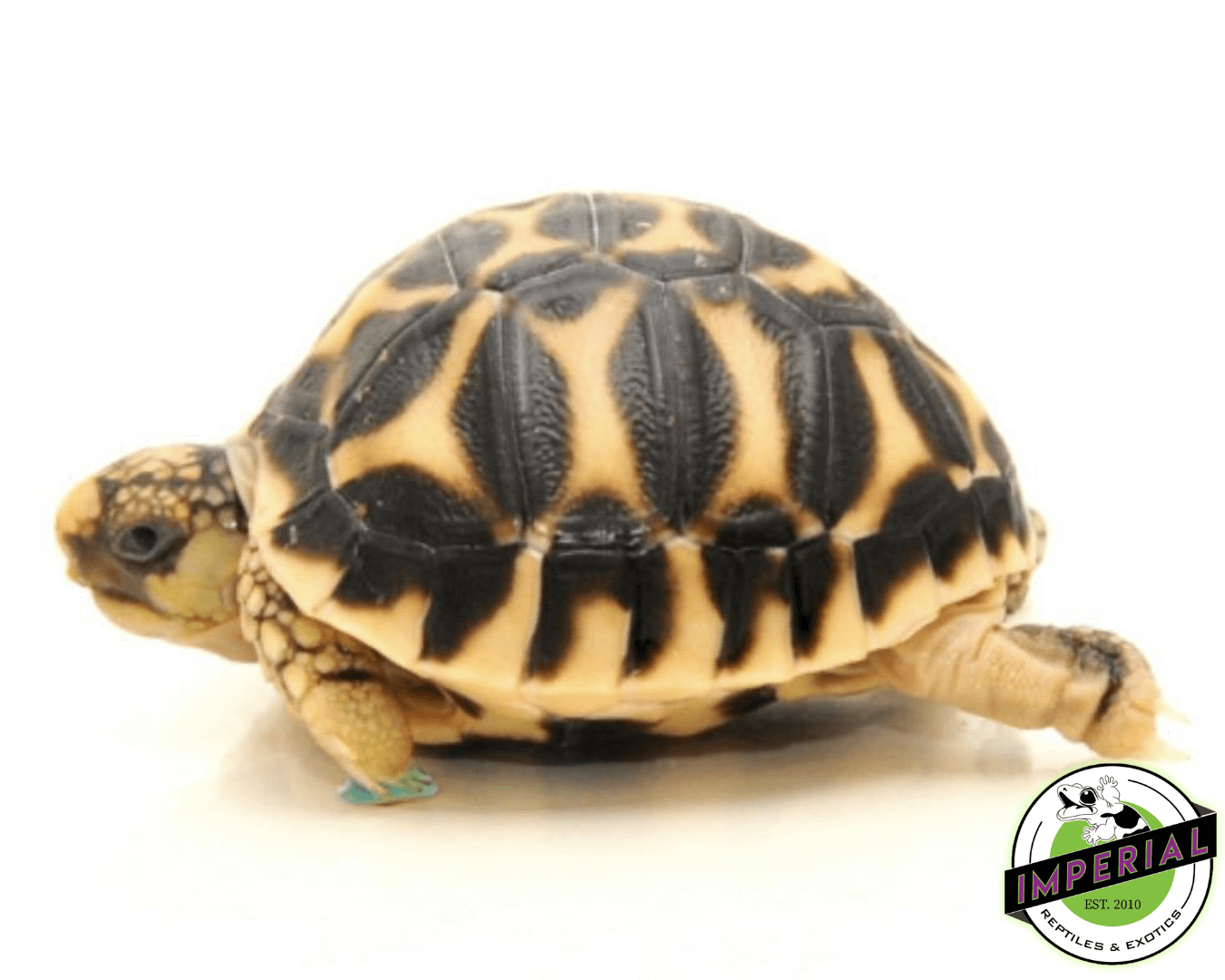 Sri Lankan Star Tortoise Baby