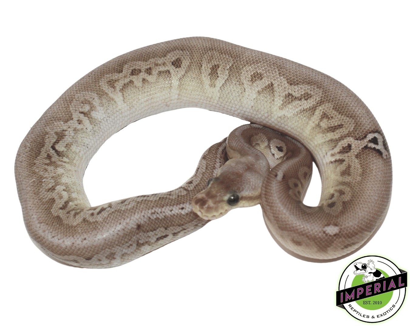 Sterling Ball Python — image 2