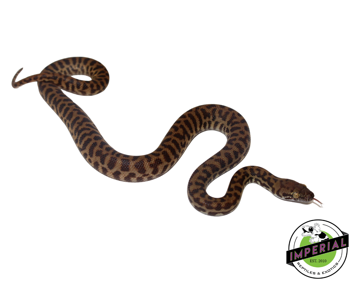 Stimson's Python Female (#112324-02) — image 2