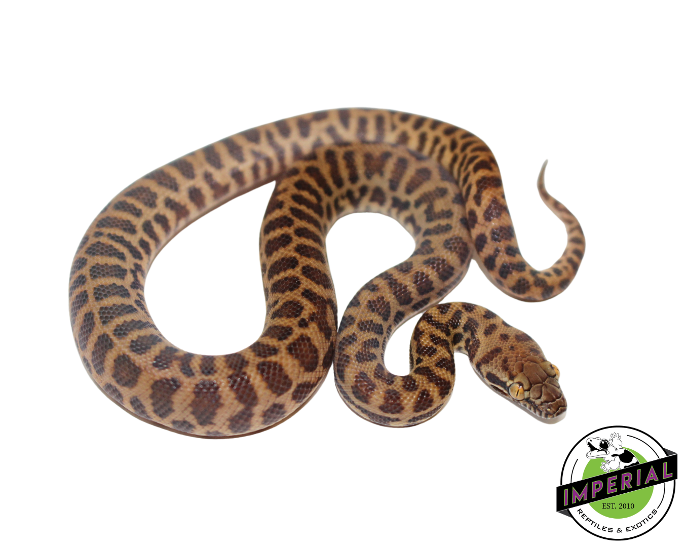 Stimson's Python Male (#112324-01)