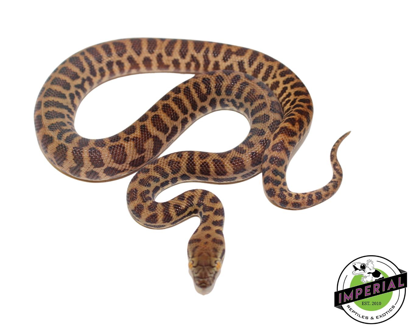 Stimson's Python Male (#112324-01) — image 2