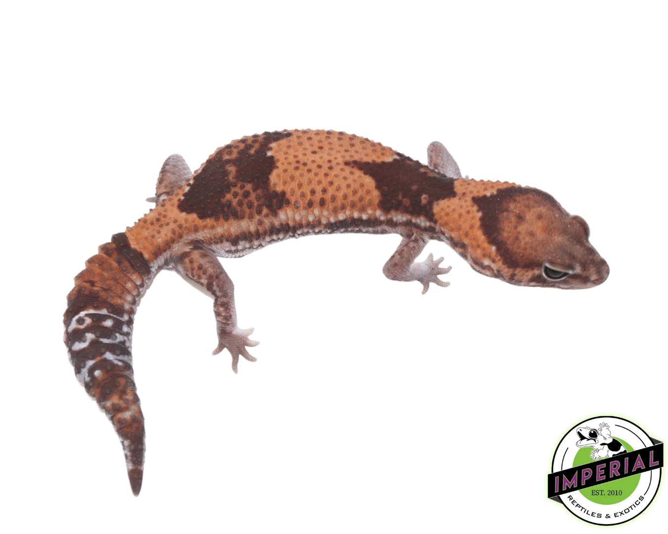 Stinger 100% het Amel ph Zulu Patternless African Fat Tail Gecko Adult Female