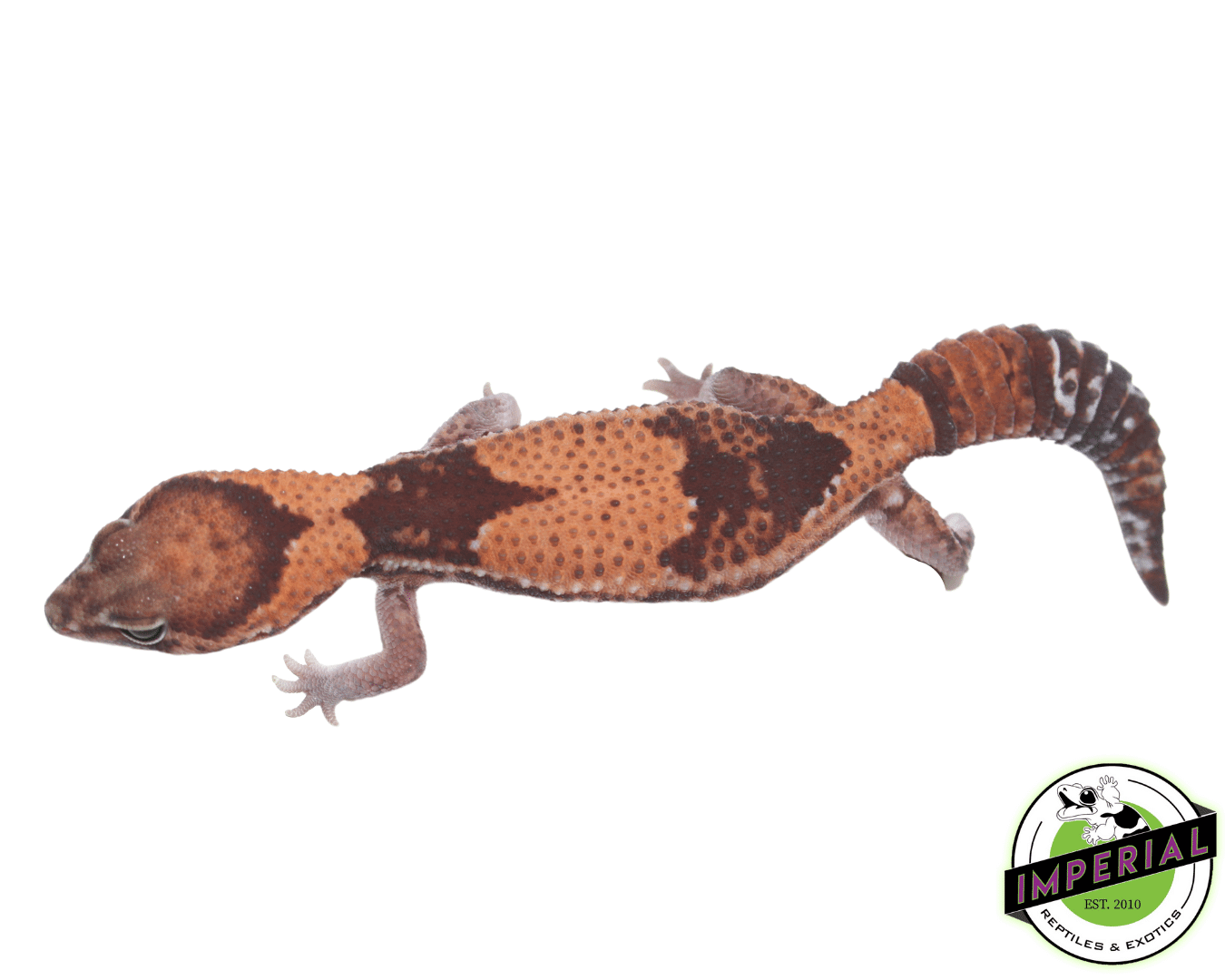 Stinger 100% het Amel ph Zulu Patternless African Fat Tail Gecko Adult Female — image 2