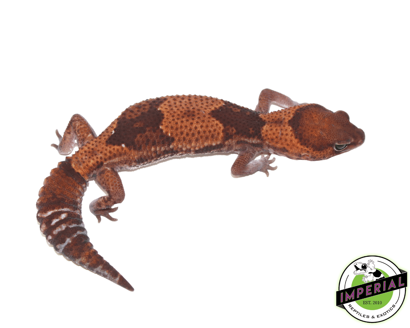 Stinger ph Amel African Fat Tail Gecko Adult Female
