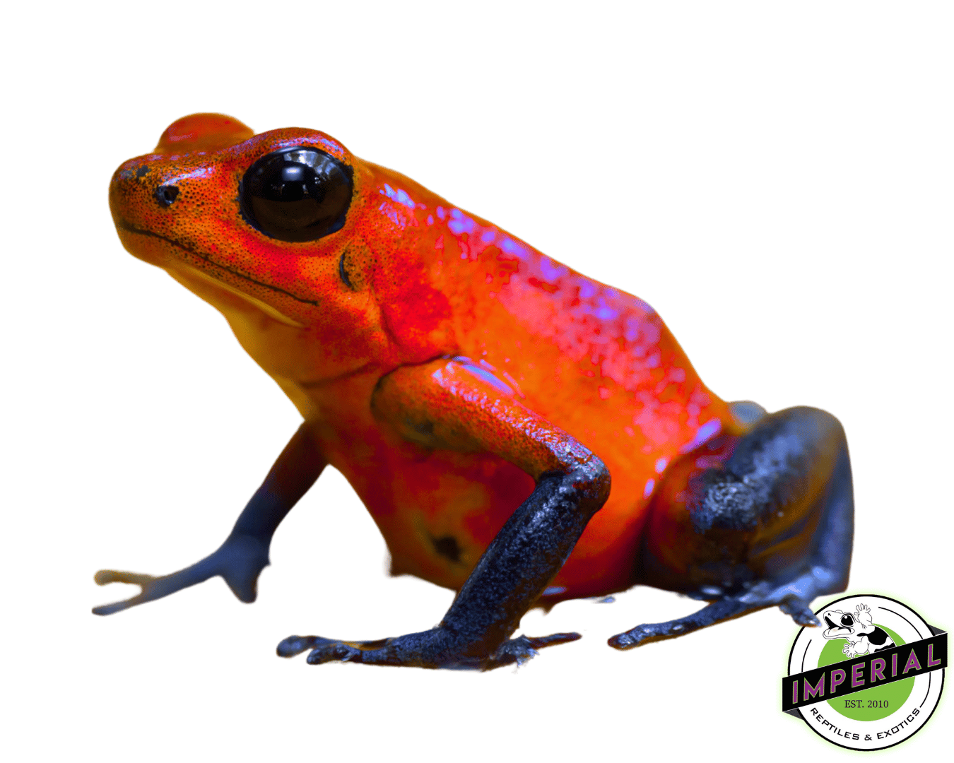 Strawberry Dart Frog (Oophaga pumilio)