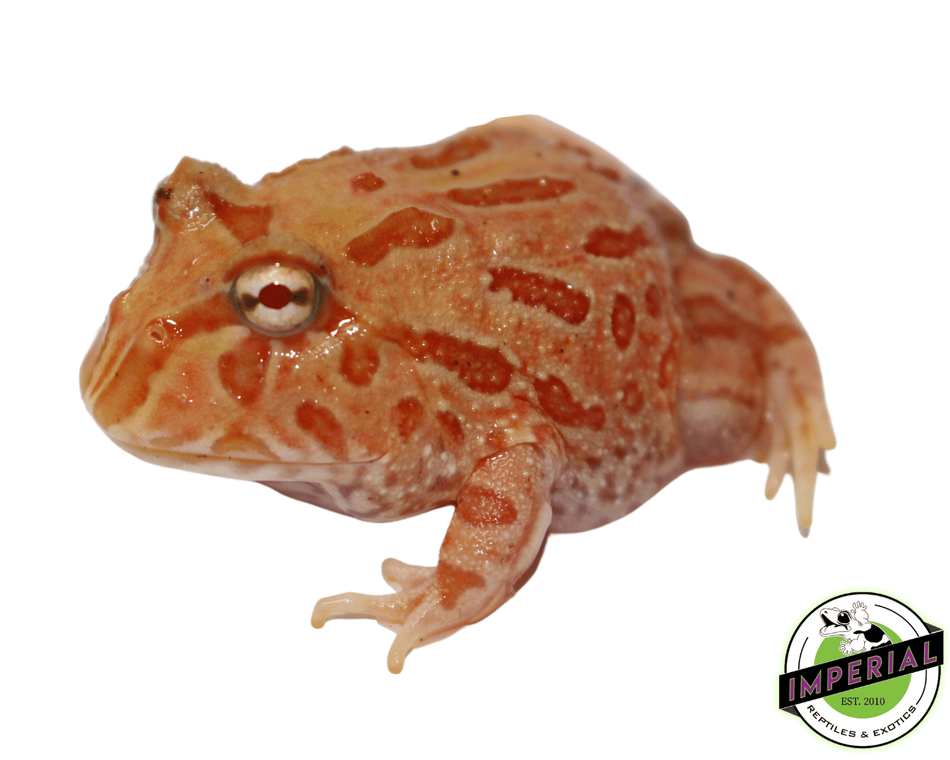 Strawberry Pacman Frog Baby — image 2